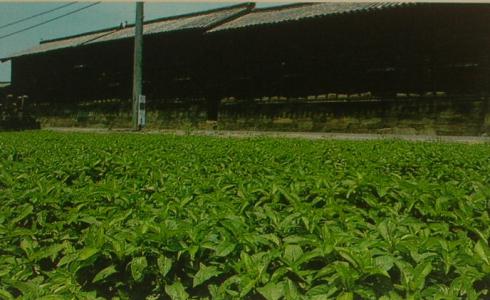 Indigo leaves